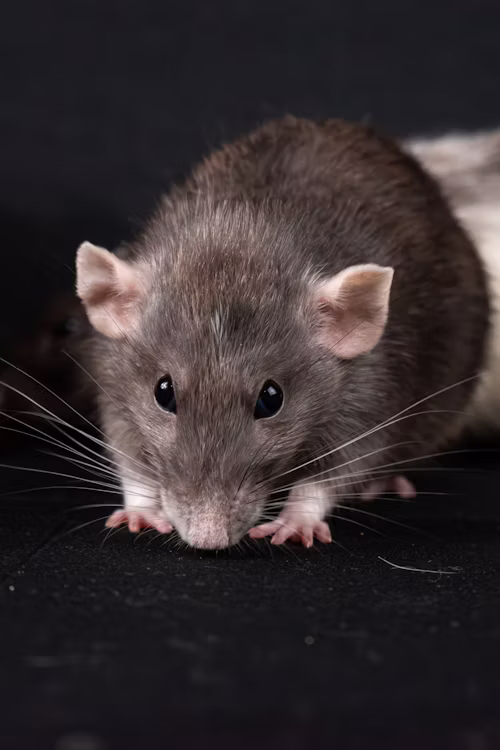 Rat brun - Identification - Dératisation Bruxelles